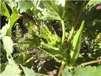 66a6e6df-Picture 022.jpg